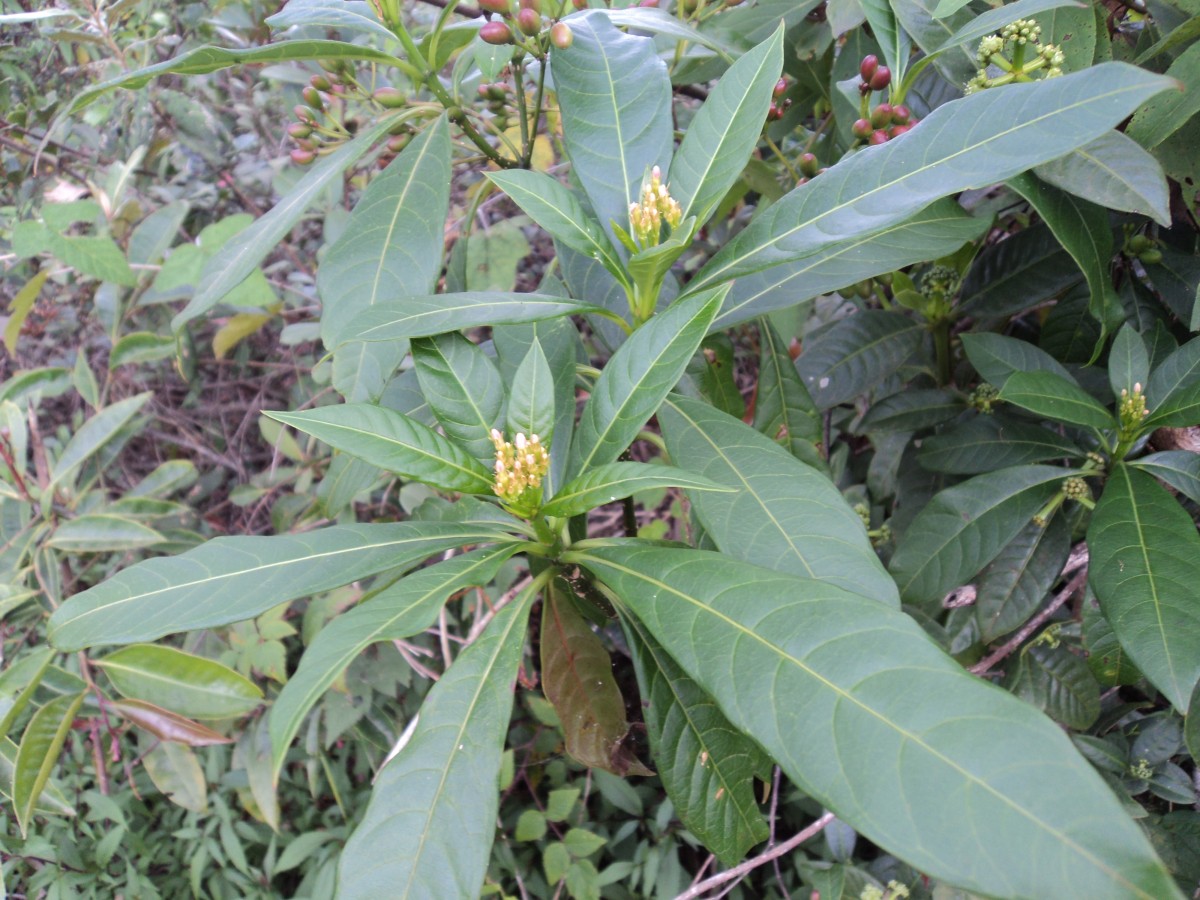 Rauvolfia verticillata (Lour.) Baill.